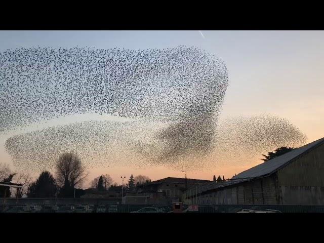 Stormi di uccelli a Bergamo