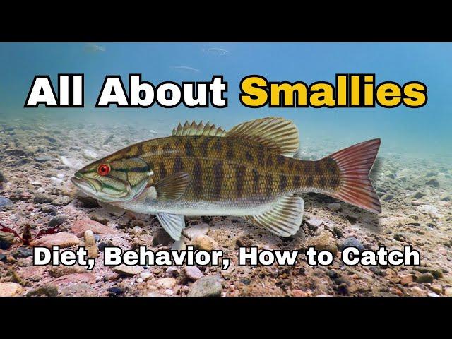 The life of the Smallmouth Bass- Characteristics, Behavior, Diet, and How to Catch!