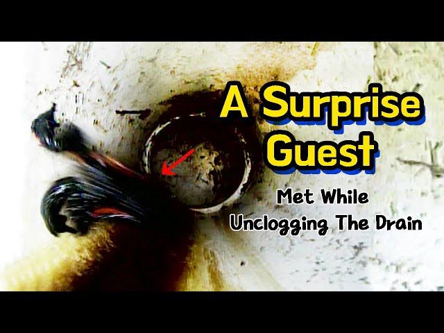 A Surprise Guest Met While Unclogging The Drain