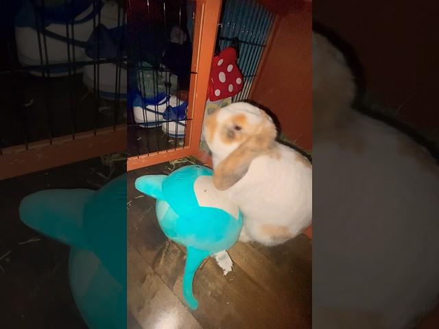 La Lapine 