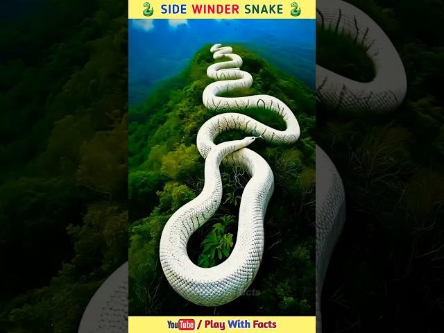 Side Winder snake #shortsfeed #shorts #viralvideo #trending #snake #facts #fact #ytshorts #youtube