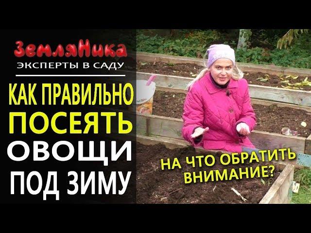 Правила посева под зиму. Посадка лука под зиму. Посада моркови под зиму. Посадка петрушки осенью.