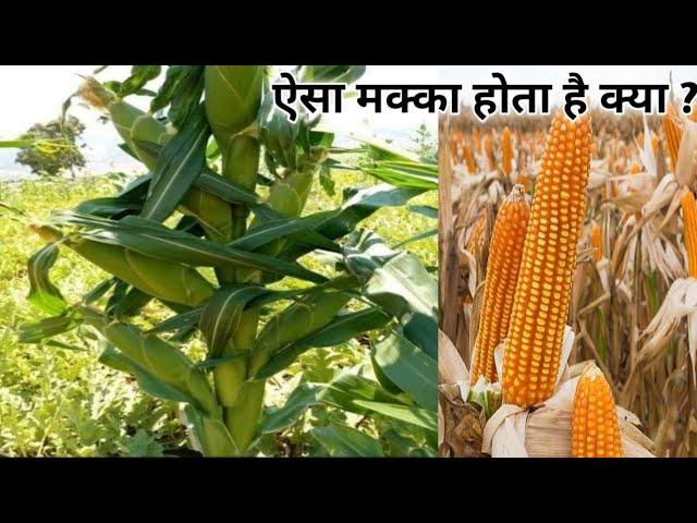 सबसे ज्यादा ऊपज देने वाला मक्का बीज । Best maize Seeds Variety । Tannusri Makka bij 2355 , 2608 ।