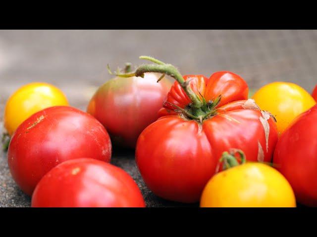 Why Homegrown Tomatoes Are SO MUCH BETTER