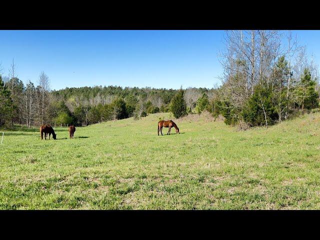 Rotating Horses on Pasture- All the steps you need to know to get started!