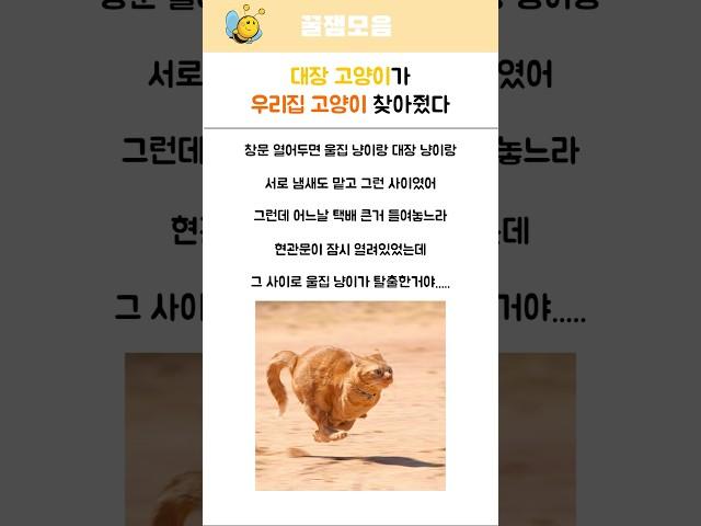 대장 냥이가 울집 고양이 찾아줬다