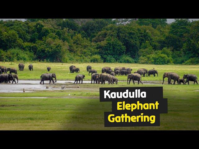 Asian Elephant Gathering at Kaudulla National Park | Sri Lanka Safari Adventure #elephant