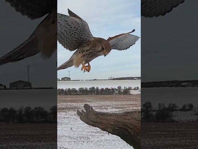 Sheer beauty of a kestrel coming in to land 