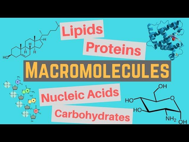 Macromolecules | Classes and Functions