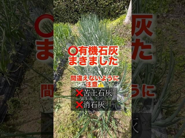 晩生タマネギのお世話をしました石灰の種類は間違えないで‼️#家庭菜園 #家庭菜園初心者 #農業 #農業初心者 #田舎暮らし #いやし #たまねぎ栽培 #タマネギ