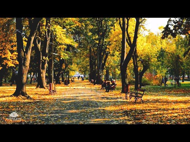 Autumn in a City Park with Birds and Traffic - Natural White Noise | 10 Hour Sleep Sound