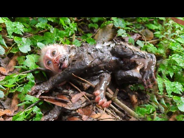 Primate monkey.../Please loves cute baby.../Cute life baby.../Nice clip.../Netflix 168