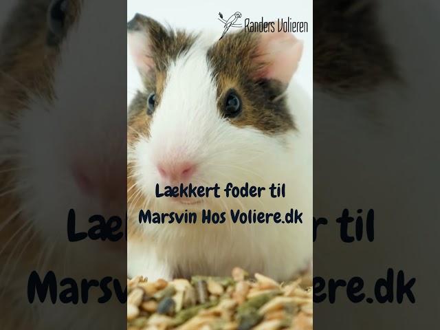 Marsvin Elsker foder Fra Randers Volieren