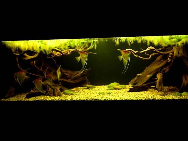 amazon biotope aquarium-2