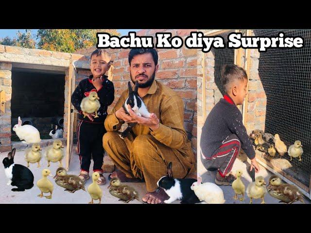 Pet House mai Pregnant Rabbit & Bht sary Baby Ducks Aa Gaye @qadirslovelypets