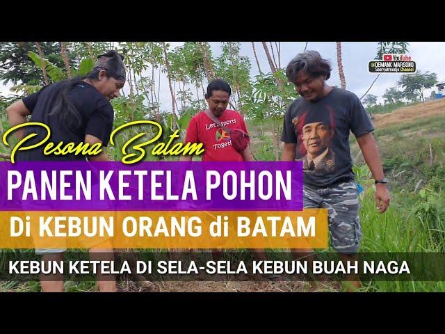 PANEN KETELA POHON DI KEBUN ORANG DI BATAM • Tidak Ikut Menanam Ikut Memanen • Panen Pohung Mangsang