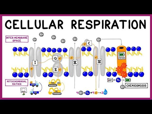 Клеточное дыхание: гликолиз, цикл Кребса и цепь переноса электронов