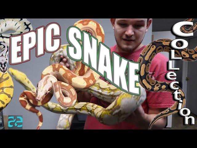 AMAZING SNAKE COLLECTION AT DESIGNER REPTILES LLC