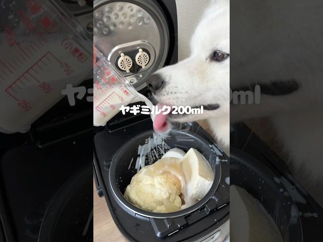 白い食べ物たちをシャンプー後の純白姿で爆食してくれました！