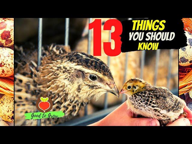 13 KEY Things You Need to Know About Raising Coturnix Quail for Eggs and Meat