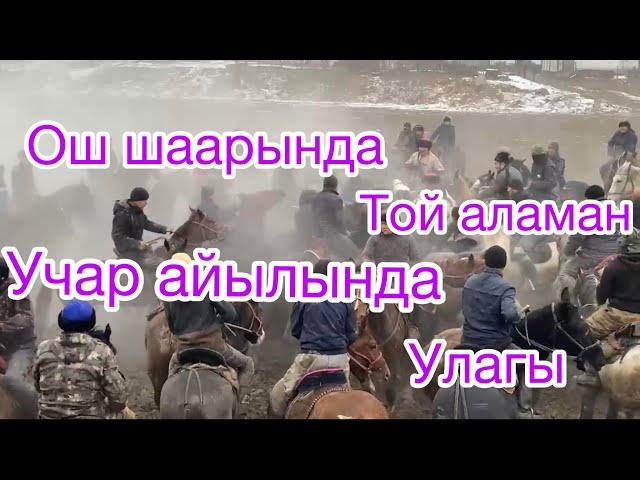 Ош шаарында Учар айылында той аламан улак