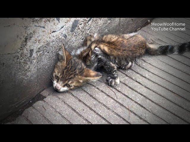 A frail kitten, paralyzed after being hit by a car, lies silently on the roadside waiting to die