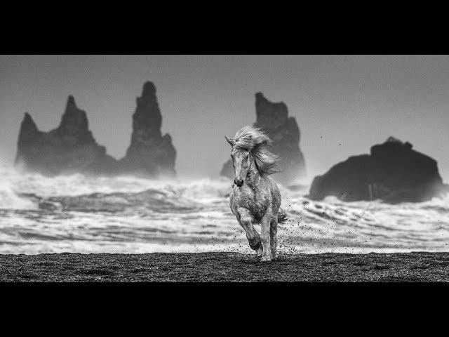 David Yarrow - White Horses