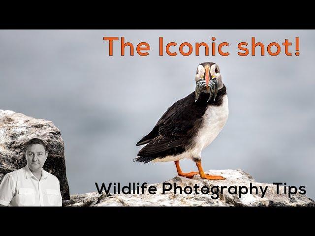 Wildlife Photography Tips - The Iconic shot! PUFFIN & FISH