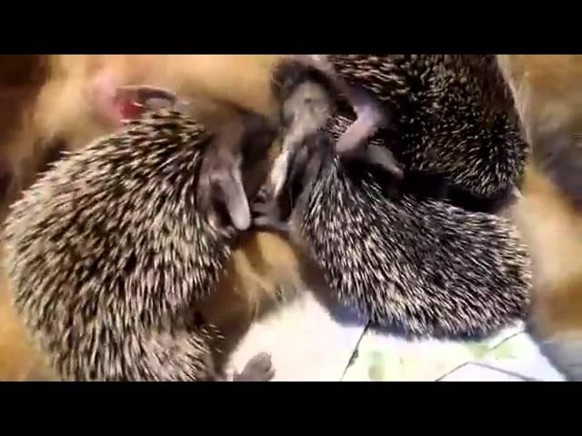 Amazing footage of a cat breastfeeding hedgehogs