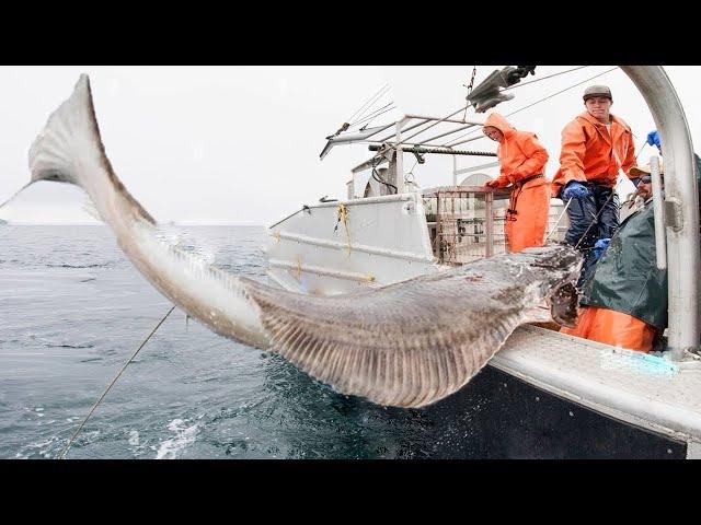 Super HUGE Halibut Fishing Method Using Long Line - Catching an UNBELIEVABLE TON OF Halibut