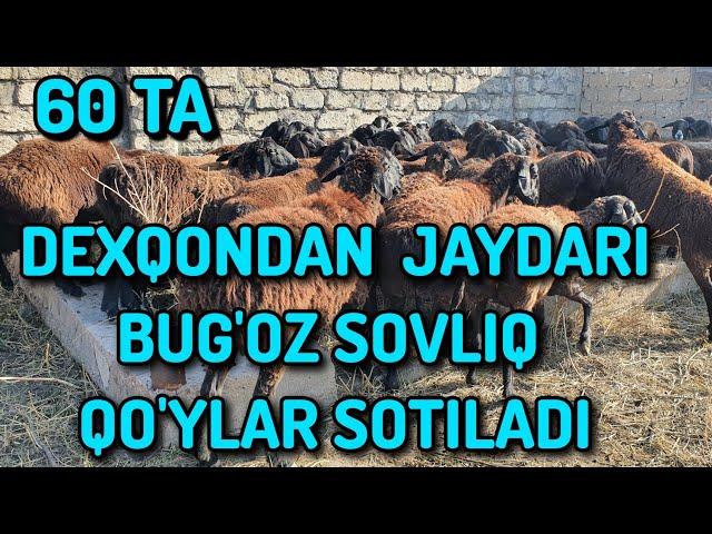 SOVLIQ QO'YLAR SOTILADI 95 071 75 55