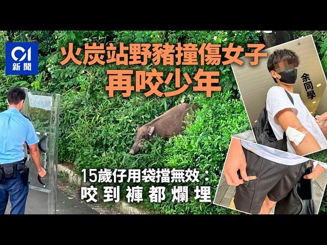 火炭站野豬出沒　少年用袋擋格無效｜01新聞｜馬場｜新界｜港鐵｜漁護署