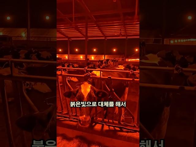 세상에서 가장 편한 모기 퇴치방법!?