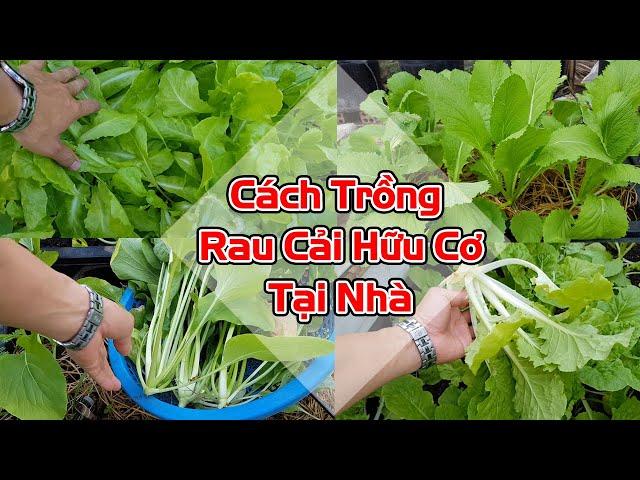 Cách trồng rau cải hữu cơ: xà lách, bẹ xanh và bẹ ngọt tại nhà.