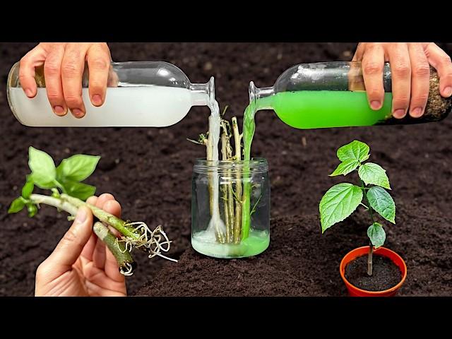 How to Root, Propagate Plants in Water - Easy Technique