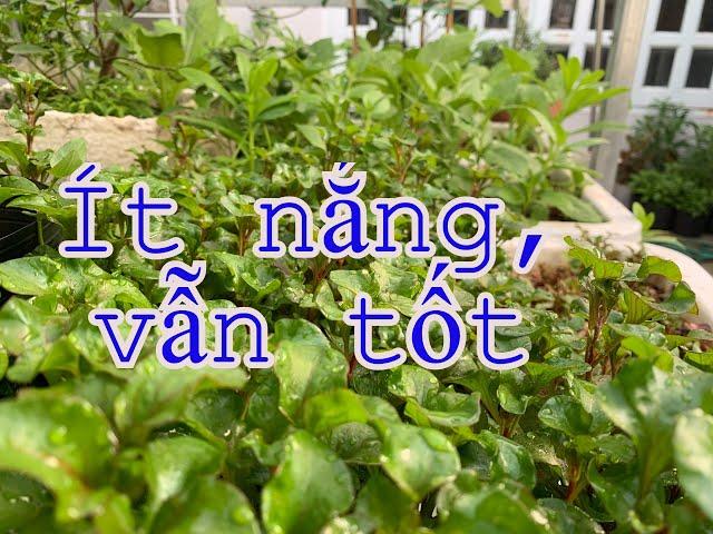 04 giống rau trồng nơi nắng yếu vẫn tươi tốt | THÍCH TRỒNG CÂY TV