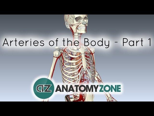 Arteries of the body - PART 1 - Anatomy Tutorial