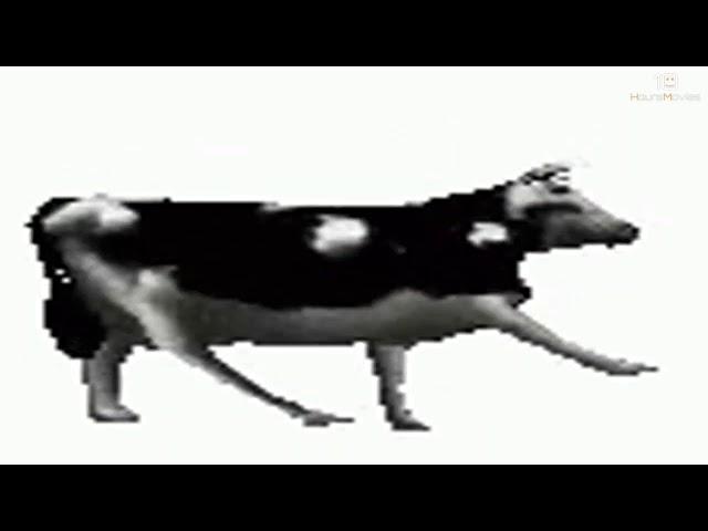 COW DANCING 10H