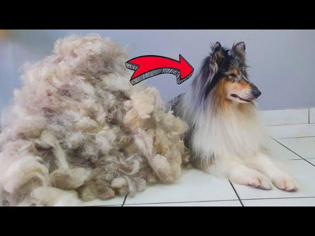 ALL HER HAIR - HUGE UNDERCOAT REMOVAL @ManWithTheDogs  Deshedding Rough Collie Grooming