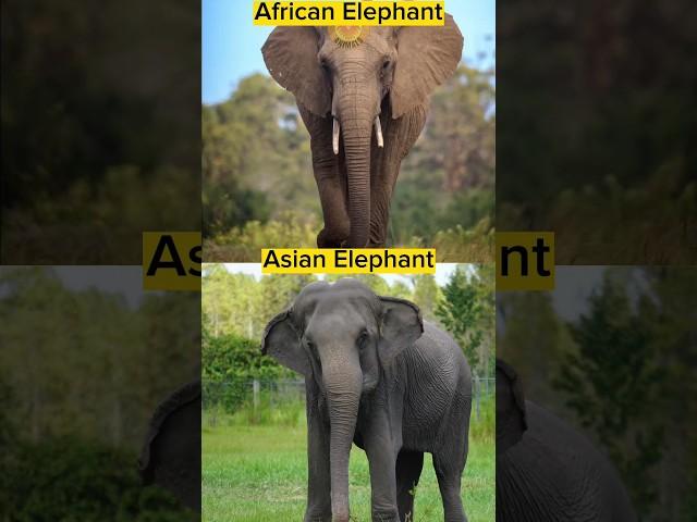 AFRICAN & ASIAN Elephants Compared & HYBRID!