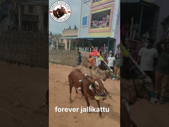 #song #trend #teamjallikattu #jallikattubull #jallikattu