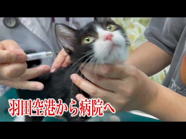 【行き場のない子猫14匹を空輸】羽田から病院に直行しました（病院編①）