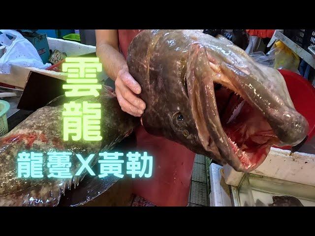 雲龍班(混種魚）龍躉x黃勒, 善信放生魚種之一已經好多向海生長到好大,同沙巴一樣,對本地魚,非常有威脅 ~fishcutting香港海鮮~社長遊街市Seafood