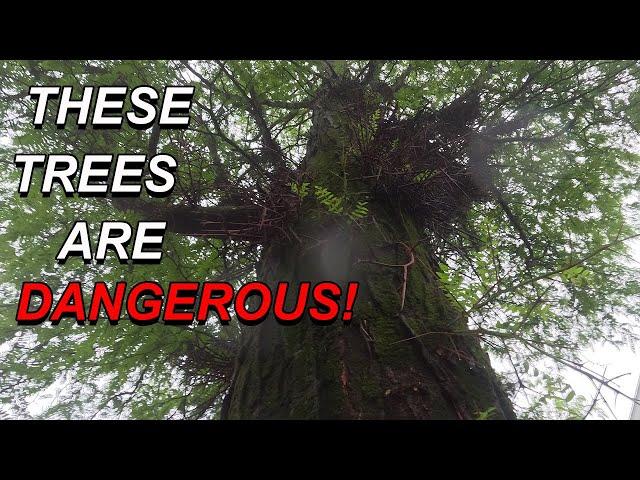 These Trees Were A NIGHTMARE To Remove!