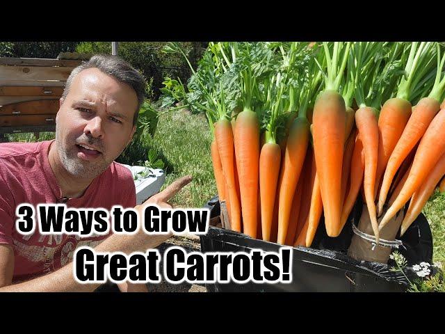 3 Ways to Grow Perfect Carrots