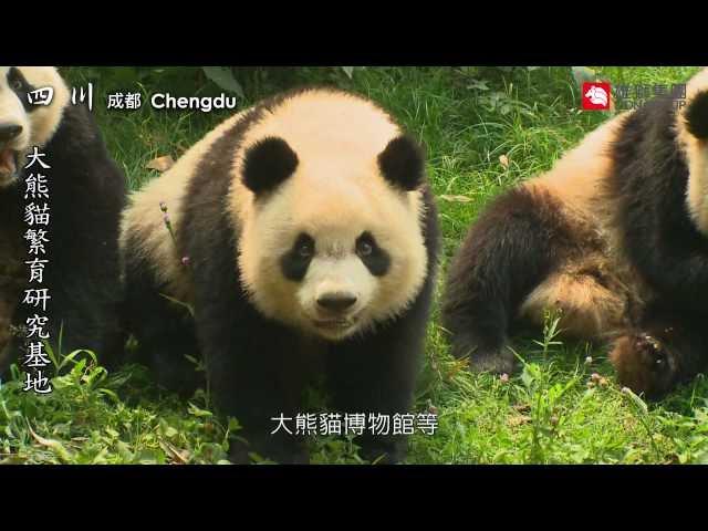 直擊熊貓大本營! 成都 大熊貓繁育研究基地