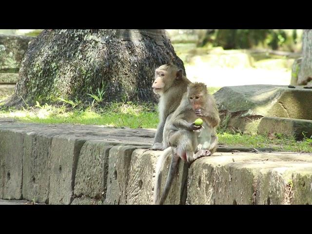 Monkey Luka Near Pool Side Meet  Sit Relax/ MA-D.722