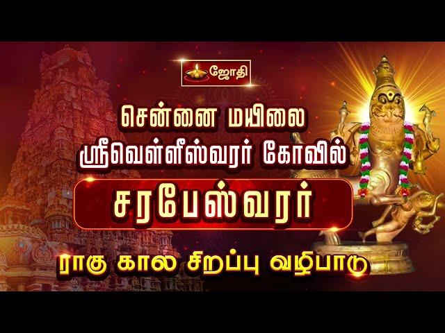 சென்னை மயிலை ஸ்ரீ வெள்ளீஸ்வரர் கோயில் - சரபேஸ்வரர் ராகு கால சிறப்பு வழிபாடு | Jothitv