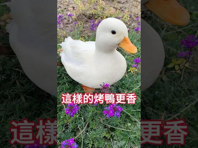 【动物科普】鸭界颜值天花板：柯尔鸭！