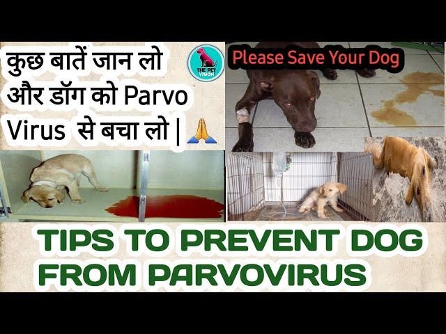 How to protect your dog from parvo virus || tips to save dog from parvo virus || treatment.